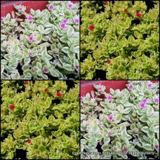 Aptenia Variegated x 1 Plants Succulents Baby Sun Rose Heartleaf Iceplant Groundcover Desert Hanging Basket Heartfelt Mesembryanthemum cordifolium variegata